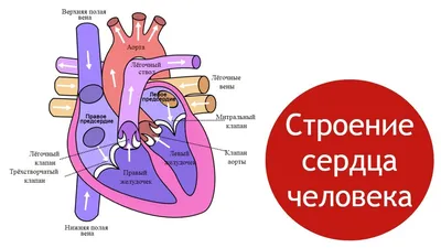 изображения человеческого сердца на черном фоне, сердце картинки человек,  сердце, анатомия фон картинки и Фото для бесплатной загрузки