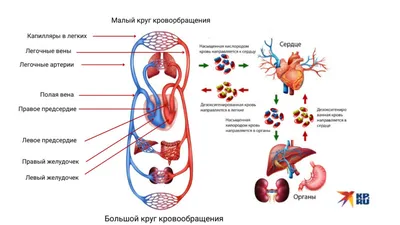 Сердце - развитие, топография, строение камер + проекции клапанов |  Анатомия - просто, понятно | Дзен