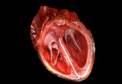 строение сердца | Анатомия сердца, Уроки геометрии, Уроки биологии