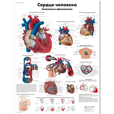 Сердце человека: как болит, где находится, сколько камер и другие  интересные и важные факты