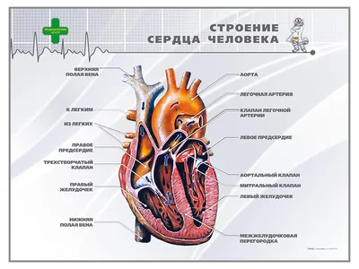 Анатомия сердца