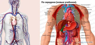 Строение сердца человека. Анатомия человека. - Анатомия человека