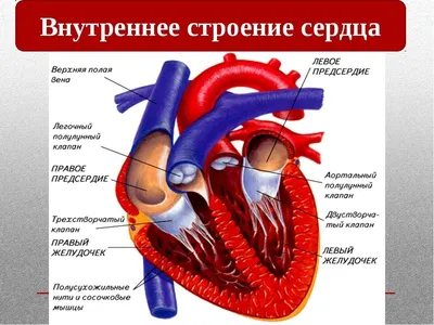 сердце, анатомия показана на черном черном фоне, реальная картина  человеческого сердца, человек фон картинки и Фото для бесплатной загрузки