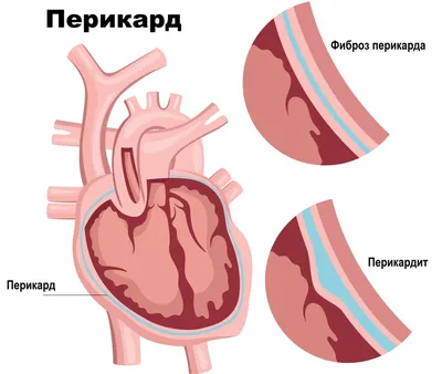 Медицинский плакат \"Сердце человека, анатомия и физиология\" - 1002264 -  VR6334L - ZVR6334L - Herz-Kreislauf-System - 3B Scientific