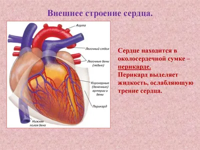 Строение сердца, сердце в разрезе | Анатомия, Анатомия человека, Анатомия  сердца