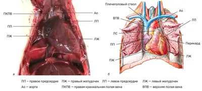 Что находится внутри сердца человека…» — создано в Шедевруме