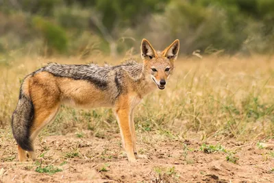 Шакал Serengeti в национальном парке Стоковое Фото - изображение  насчитывающей найдено, горы: 180174542