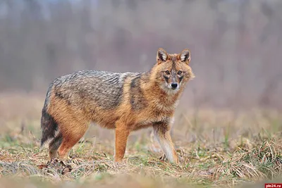 Шакал обыкновенный, или азиатский — Canis aureus