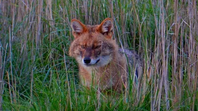 Самка Золотого Шакала Канис Ауреус Гуляет По Песчаной Дюне На Востоке  Румынии — стоковые фотографии и другие картинки Золотой Jackal - iStock