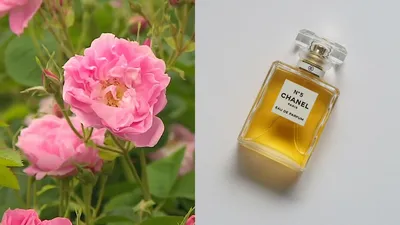 The unique flower behind Chanel No 5 | Euronews