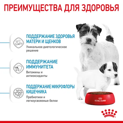 Этапы развития щенка | PEDIGREE®