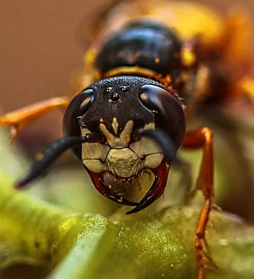 Шершень (Vespa crabro)