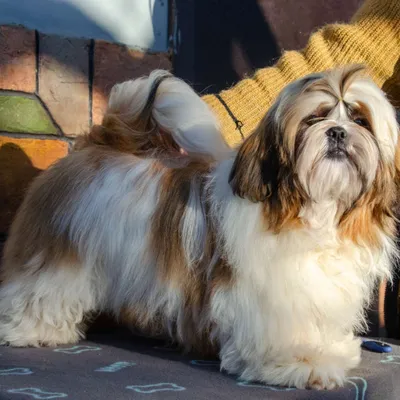 Стрижка ши тцу - цена в груминг салоне Barber Pet в Киеве