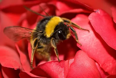 Шмель конфузус или необыкновенный – Bombus confusus (Schenck, 1861) «  Красная книга Томской области | ОГБУ \"Облкомприрода\"