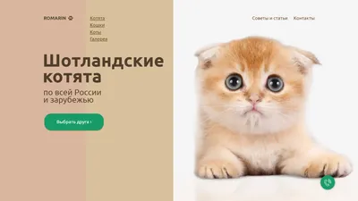 Продажа шикарных чистокровных шотландских котят.