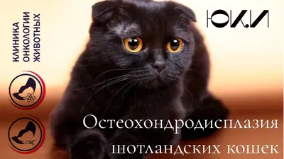 Кошки породы шотландская вислоухая (скоттиш -фолды) | Самодельский | Дзен