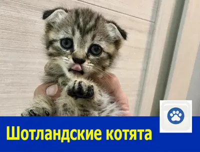 Шотландские котята кота стоковое фото. изображение насчитывающей киска -  93786954