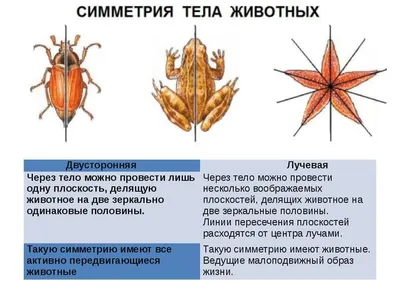 Принципы гештальта в дизайне — принцип симметрии — Teletype