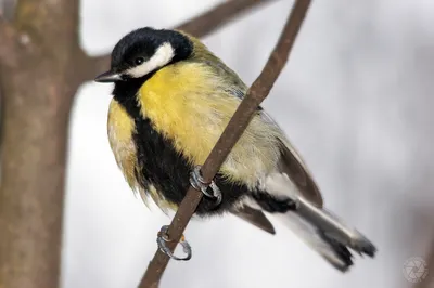 Большая синица (Parus major)