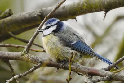 Усатая синица (Panurus biarmicus) – Астраханский биосферный заповедник