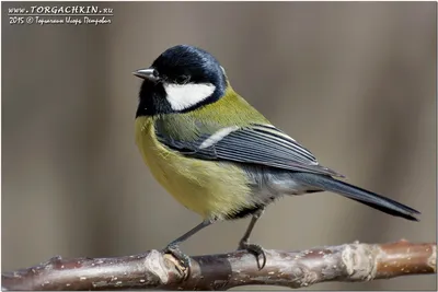 Большая синица (Parus major) - Приокско-Террасный государственный природный  биосферный заповедник