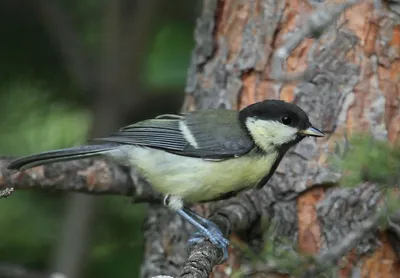 Усатая синица (Panurus biarmicus) – Астраханский биосферный заповедник