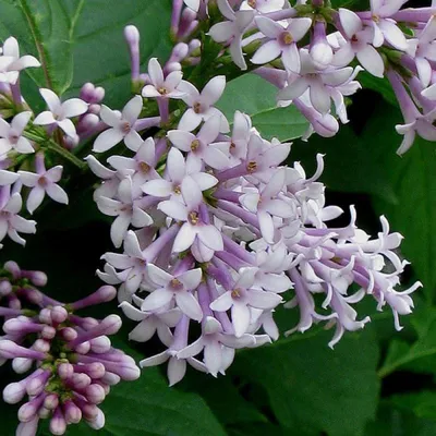 Сирень венгерская (Syringa josikaea)