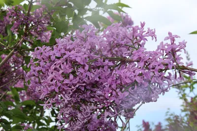 Syringa meyeri 'Palibin', Сирень Мейера 'Палибин'|landshaft.info