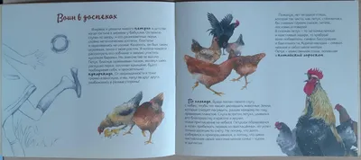 Купить Яйцо волшебного петуха (Magic Rooster Egg) недорого, выбор у разных  продавцов с разными способами оплаты. Моментальная доставка.