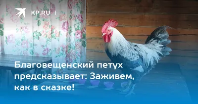 Петушок-золотой гребешок: герой детских сказок и символ восточного  гороскопа в Фельдман Экопарк стал настоящим любимцем публики -  FELDMAN-ECOPARK