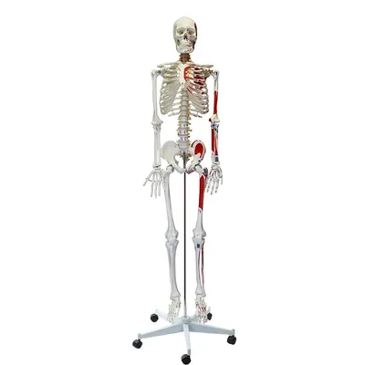 Модель скелета ноги с тазовой костью - 3B Smart Anatomy - 1019366 - A36 -  Модели скелета ноги и стопы - 3B Scientific