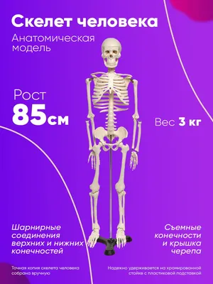 Модель скелета с мышцами «Max», на 5-рожковой роликовой стойке - 3B Smart  Anatomy - 1020174 - A11/1 - Модели скелета человека - 3B Scientific