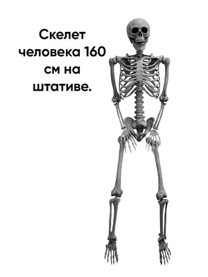 взгляд скелета левой стороны фронта ноги Стоковое Фото - изображение  насчитывающей нога, супинатор: 5320720