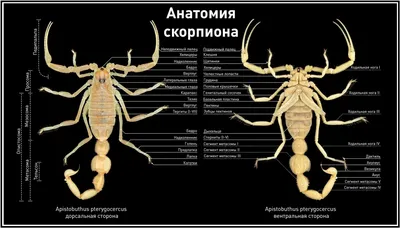 Толкование видения скорпиона во сне