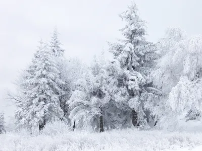 Картинки снег фотографии