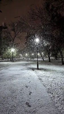 Morning snowfall. Фотограф Сарапулов Игорь