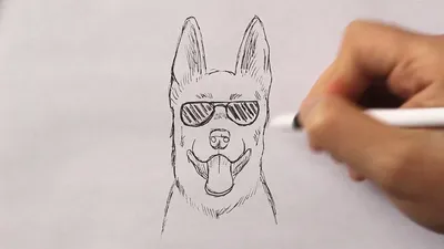 Рисунки собак для срисовки (30 картинок) - новый год 2018 | Animal coloring  pages, Puppy coloring pages, Christmas coloring pages