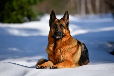 Виды овчарок с фотографиями и названиями | Описание видов | Pet-Yes