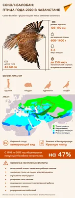 Купить плакат Взгляд сокола от 290 руб. в арт-галерее DasArt