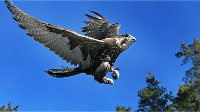 крупный план сокола, картинка сокола, сокол, птица фон картинки и Фото для  бесплатной загрузки