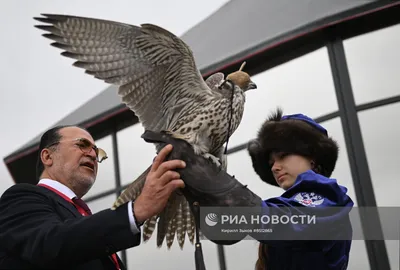 Почему сокол более \"гуманная\" хищная птица, в отличие от ястреба, и чем ещё  отличаются эти два хищника. | 🔔 Дикая Природа Крыма. My-Mriya | Дзен