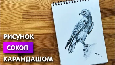 В Иркутский зоопарк доставили бурятского сокола-сапсана на лечение |  28.08.2023 | Красноярск - БезФормата