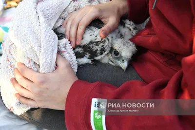 В Татарстане возродят популяцию сокола-балобана | Вести Татарстан