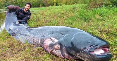 Сом европейский мальки для зарыбления водоема и рыбалки