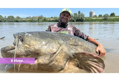 На Припяти поймали сома весом 80 кг. Фотофакт | bobruisk.ru