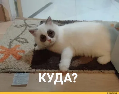 собрался смотреть Куплинова всю ночь | Kuplinov ▷ Play Amino