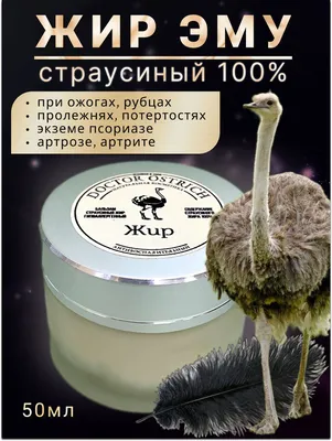 Страуса Struthio Camelus — стоковые фотографии и другие картинки Страус -  Страус, Юмор, Животное - iStock