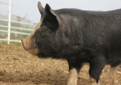 Ремонтные свиньи – будущее стада🐖🤓 | СТЕМАР Новости