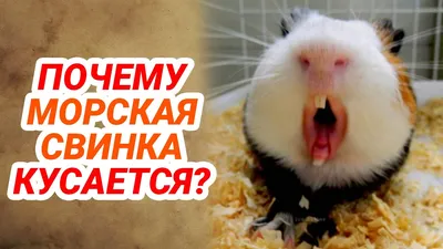 Морская свинка интересные факты? | Александр Веретеннников | Дзен