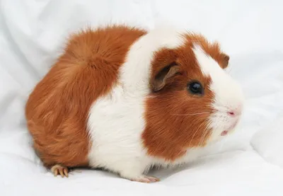 Морские свинки (porcellus) Cavia - эквадор Стоковое Фото - изображение  насчитывающей ангстрома, фауна: 36063220